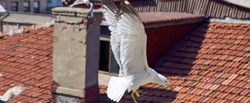 Residential Chimney Animal Removal Solution in Winthrop, MA