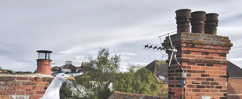 Chimney Cleaning And Restoration in Winthrop, Massachusetts